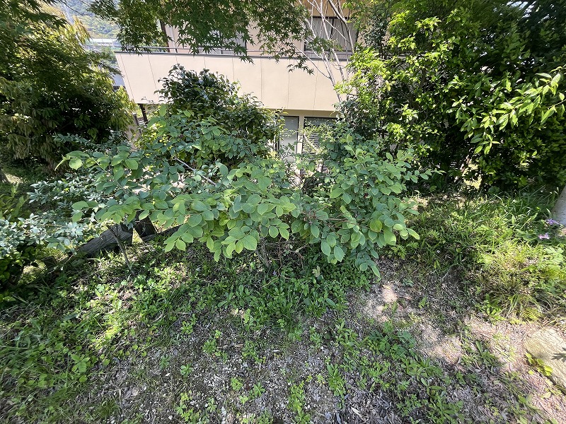 長府侍町　中古　戸建て　家庭菜園